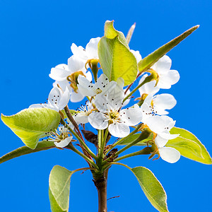 梨树花绿色果园水果植物蓝色白色花朵花园园艺高清图片