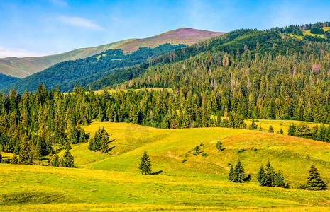 在春季风景中减少森林风化旅行天空蓝色针叶远足草地绿色山坡晴天背景图片