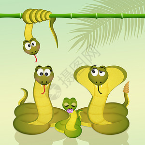 蛇的血族棕榈脊椎动物眼镜蛇动物儿子皮肤插图植物摇铃家庭背景图片