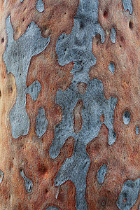 斑点口香糖树背景图片