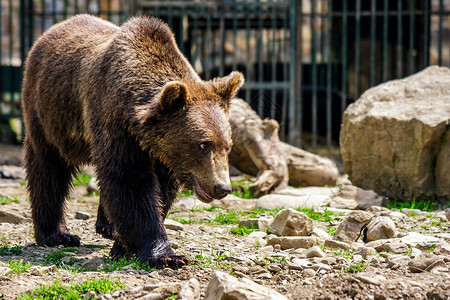 维尼小熊喀尔巴阡山康复中心的小熊小毛熊男性鼻子森林木材木头毛皮荒野野生动物公园黑色背景