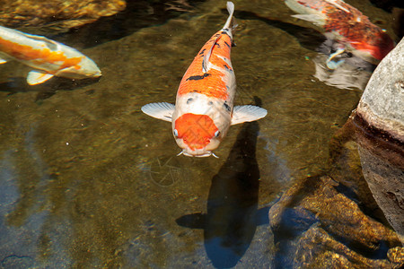 科伊鱼鲤鱼三色池塘锦鲤池花园高清图片