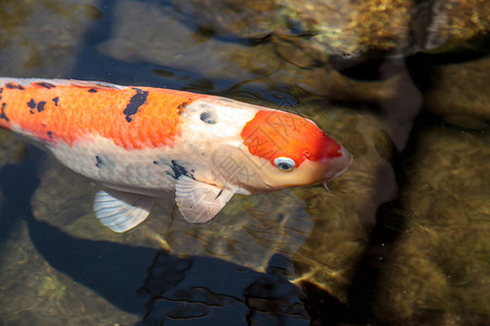 科伊鱼池塘三色锦鲤池花园鲤鱼高清图片