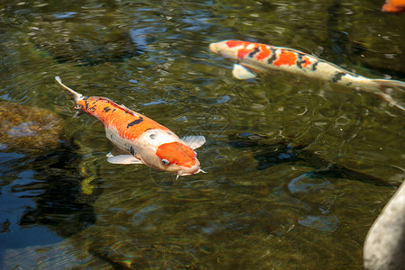 科伊鱼三色花园鲤鱼锦鲤池池塘背景图片