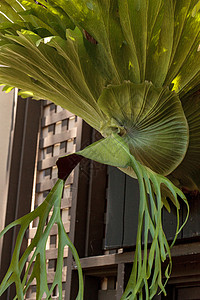 称为超级苯花园热带蕨类观赏大厂植物叶子附生背景图片