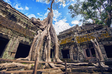 老根柬埔寨吴哥寺Ta Prohm庙的树木废墟旅游纪念碑建筑石头历史性遗产宗教古董植物背景
