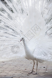 白色孔雀白孔雀显示尾部 羽毛男性脖子尾巴活力展览公园水平荒野野鸡动物背景