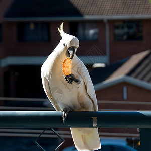 杰夫贝索斯澳洲硫酸在吃饼干呢日光黄色白色动物沿海免版税照片翅膀眼睛阳光背景