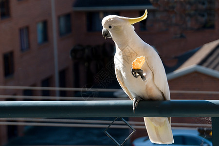 杰夫贝索斯澳洲硫酸在吃饼干呢白色鸟类照片免版税眼睛黄色阳光动物翅膀日光背景