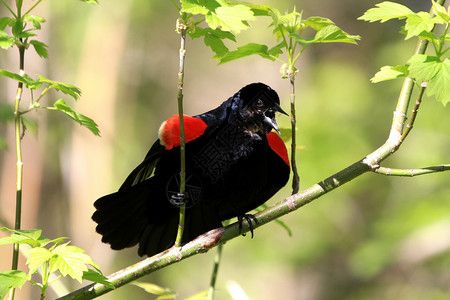 红翼黑鸟男性荒野鸟类栖息唱歌羽毛红色红翅翅膀黑色野生动物背景图片