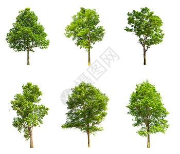 孤立的树 白色背景上隔离的收藏树植物群木头收藏品生态叶子环境森林生长季节绿色背景图片