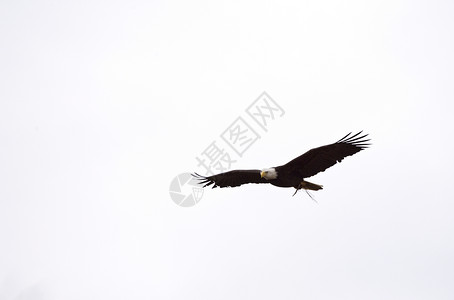 不列颠哥伦比亚省秃鹰号飞行中野生动物棕色羽毛漂移海岸大人物白色爬坡翅膀高山背景图片