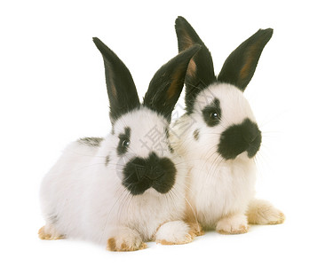 青壮的巨兔黑色农业农场婴儿动物方格兔子白色宠物工作室背景图片