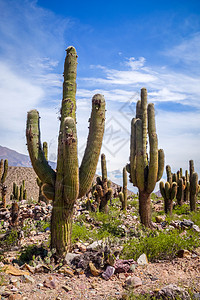 像素化沙漠阿根廷沙漠中的巨型仙人掌场地环境太阳植物植物群风景脊柱旅行倒钩全球背景
