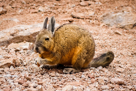 旅行的兔子Altiplano沙漠的南面背景