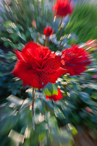 玫瑰形象与运动的一面效果背景图片