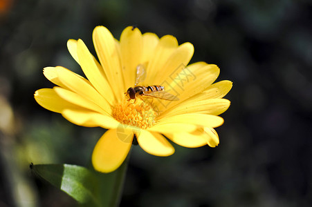 hoverflyor 食蚜蝇在金盏花上飞宏观荒野条纹花园天线爪子枝条积分昆虫花粉背景