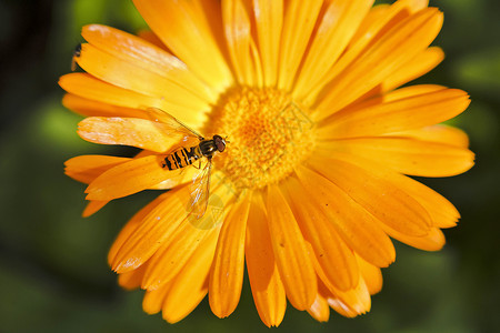hoverflyor 食蚜蝇在金盏花上飞野生动物条纹双翅目荒野爪子昆虫枝条花粉宏观天线背景