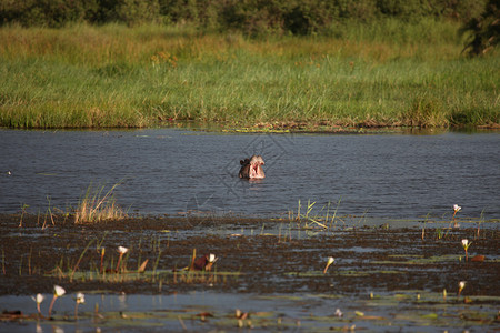 东尼博赞非洲河中非洲河水河马的野生河马荒野旅行野生动物生态游泳哺乳动物危险地形旅游国家背景