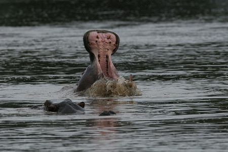 东尼博赞非洲河中非洲河水河马的野生河马生态池塘哺乳动物旅行游泳国家旅游荒野危险公园背景