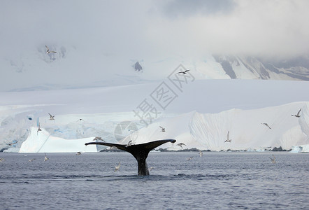 驼背鲸尾尾毛皮民科哺乳动物游猎旅行旅游鲸鱼动物海洋尾巴背景图片
