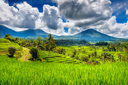 德格拉朗印度尼西亚巴厘岛的稻田梯田爬坡线条食物热带植物生长种植园粮食文化背景