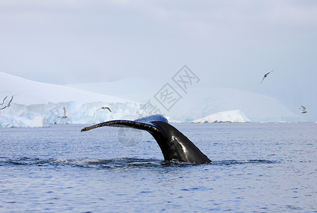 荣威鲸尾尾动物野生动物冰山哺乳动物海洋游猎鲸鱼旅游海豹毛皮背景