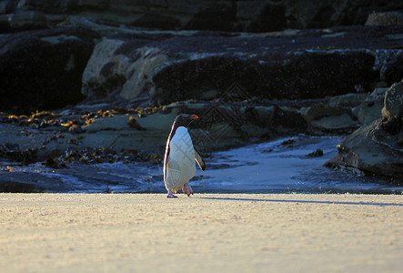 桑德斯福克兰群岛 企鹅岛企鹅群成人幼鸟岛屿羽毛红眼睛野外动物脖子岩石动物背景