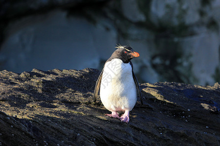 桑德斯福克兰群岛 企鹅岛料斗岛屿鸟类幼鸟羽毛野外动物动物脖子红眼睛海洋背景