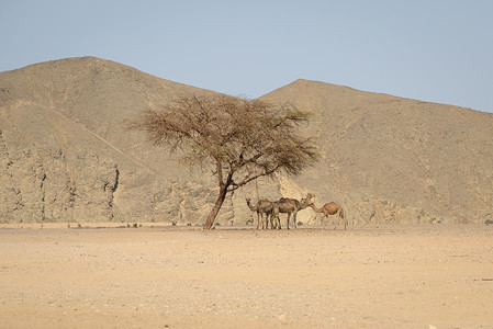 骆驼日埃及沙漠中的日热 天气炎热背景