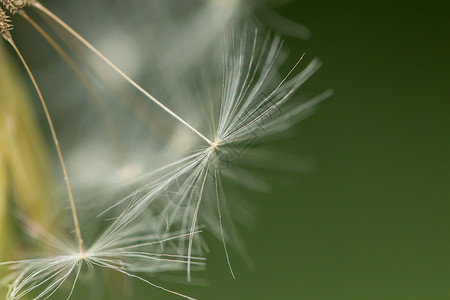 花生种子绿色灰色背景图片