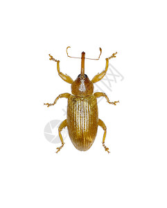 1761甲虫微小的高清图片