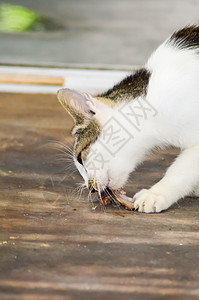 有味黑白的黑白的猫食肉捕食者猫科毛皮小猫婴儿头发晶须爪子小狗背景图片