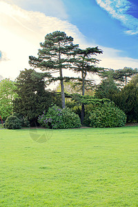 春天的公园绿树背景图片