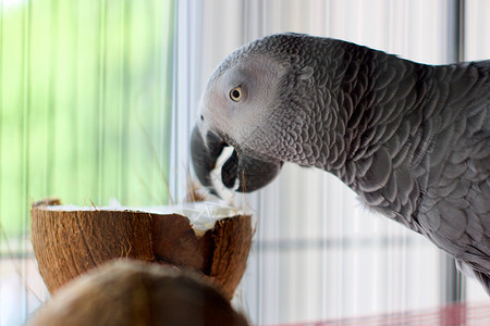 笼子里的非洲灰鹦鹉椰子食物鹦鹉动物背景图片
