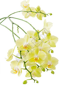 黄色闪光兰花植物脆弱性热带工作室枝条白色黄绿色花瓣背景图片