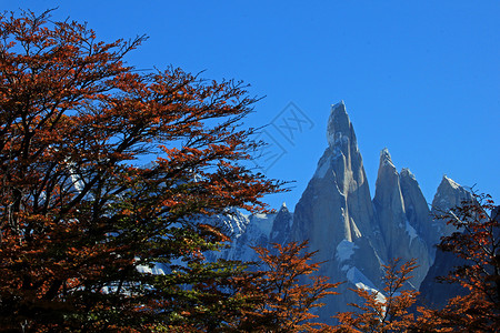 秋天卡拉法特阿根廷国家公园 秋色的Cerro Torre山背景