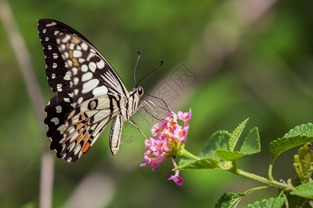 美丽的蝴蝶在花上 昆虫动物翅膀女王君主底面柠檬花朵蠕形螨向日葵花园恶魔背景图片