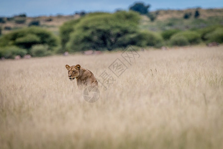 往回赶食肉动物非洲狮高清图片