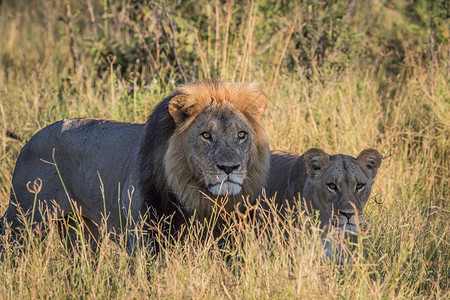 吼骂在高草地的狮子夫妇野生动物猫科领导者动物国王捕食者哺乳动物毛皮动物园猎人背景