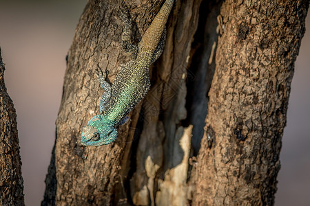 鲜艳变色龙南方的树上长着一棵树荒野爬行动物动物群地面野生动物生态蜥蜴蓝头生物变色龙背景