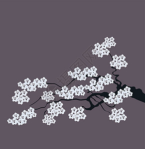 矢量樱花花园插图花瓣白色艺术植物花朵季节背景图片