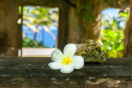 纽埃窗边弃置物旁的白花朵 白色精细freangipani背景