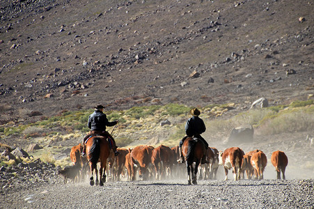 马通氏菌阿根廷的Gauchos和牛群旅行牧场国家农村顶峰荒野男人风景日落骑士背景
