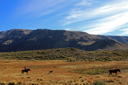 马通氏菌阿根廷的Gauchos和牛群天空骑士文化传统骑手风景蓝色旅游牛仔公园背景