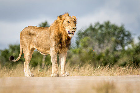 年轻的雄狮狮子座动物园高清图片
