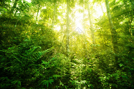 婆罗洲雨林稠密植被高清图片