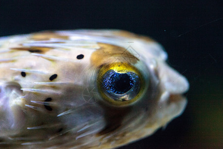 鱼有双闪亮的眼神 它们的眼睛会闪闪发光河豚热带豪猪雀斑背景图片