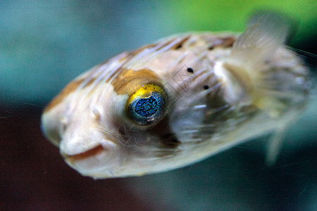 长刺豪猪鱼鱼有双闪亮的眼神 它们的眼睛会闪闪发光热带河豚雀斑豪猪背景