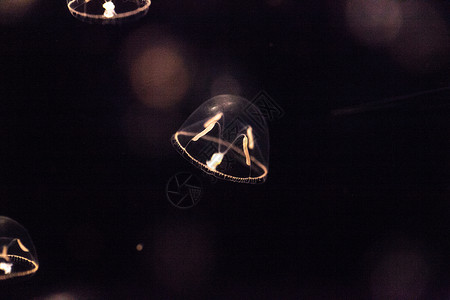 小型雨伞水母 叫做海蜇芡实水族馆触手盐水海洋背景图片